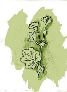 Alchemilla - Lady's Mantle ink and watercolor by Judy Fletcher