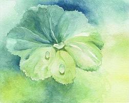 Alchemilla - Lady's Mantle watercolor painting by Judy Fletcher